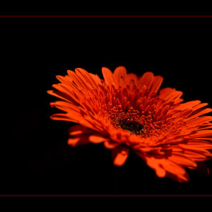 Gerbera PZ13536