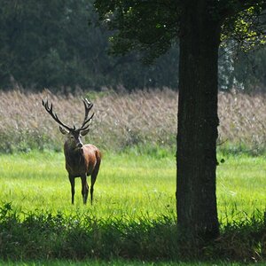 Hirsch 2013.1