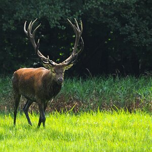 Hirsch 2013.2