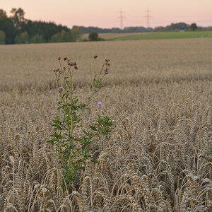 Feld Test 1