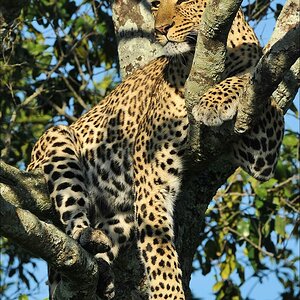 aaacomp Kenia 20111020 25505