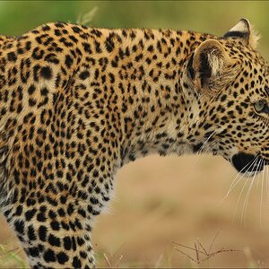 aacomp Kenia 20111014 07075a