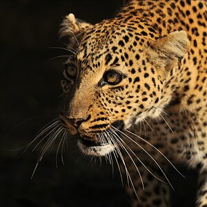 aacomp Kenia 20111019 21821a