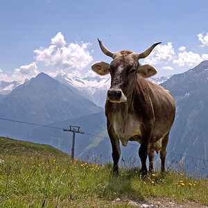 Koenigin der Berge