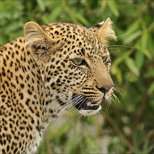 acomp Kenia 20111014 07047