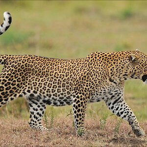 acomp Kenia 20111014 08256