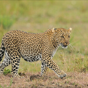acomp Kenia 20111014 08252