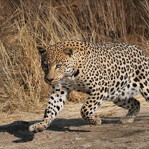 aacomp Namibia 09 10050
