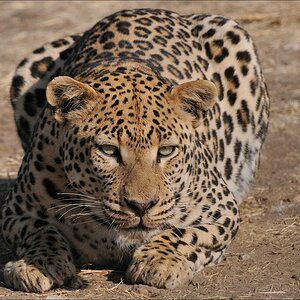 aacomp Namibia 09 10061