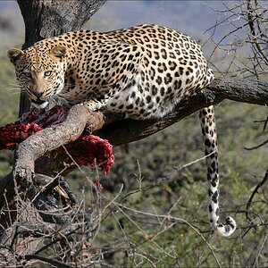 comp Namibia 09 09884