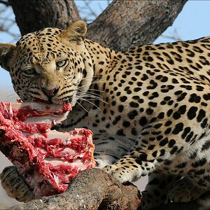 comp Namibia 09 09982