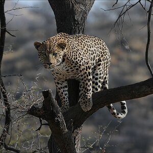 comp Namibia 09 09641