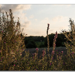 sommerabend2