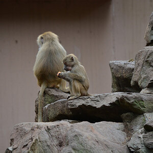 Nikon D5200 Bild Affe 1