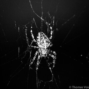 Kreuzspinne im Carport