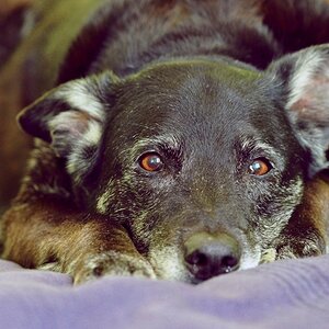 Seniorhund
