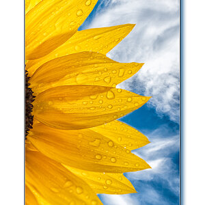 Sonnenblume1
