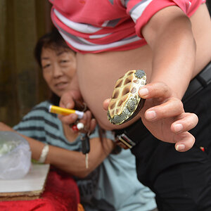 Turtle