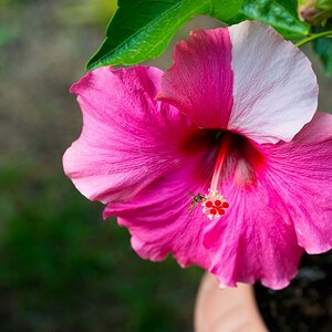Hibiskus