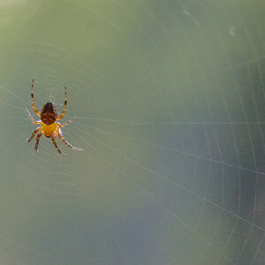 Spinne