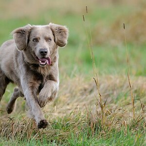 Weimaraner