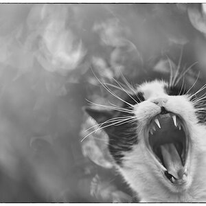 Katze PZ13564