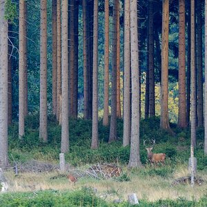 Hirsch im Wald