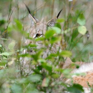 Luchs