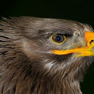 Steppenadler