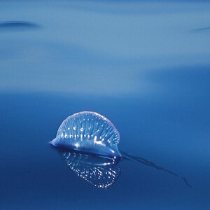Segelqualle
