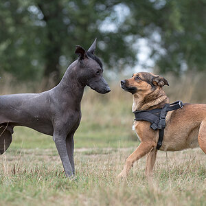 komischer hund1