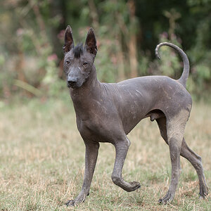 komischer hund2