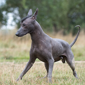 eselhund