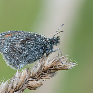 Wiesenvögelchen Kleines 2013 08 29 00