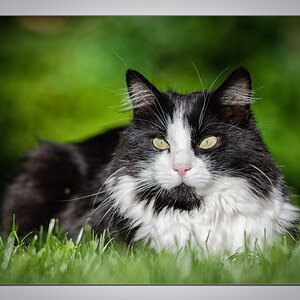 Katze 3