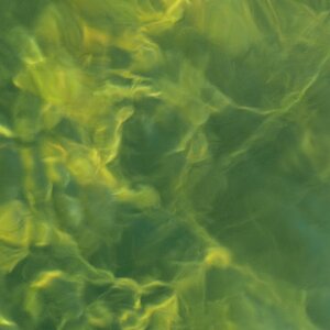 Algen im Wasser