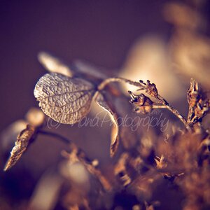 Spring Spirit