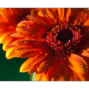 Orange Blumen 2