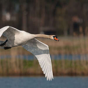 Bi Kastenweiher  DSC 8252 11. April 2009 004
