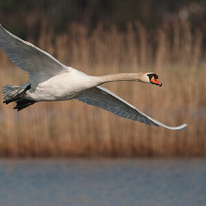 Bi Kastenweiher  DSC 8253 11. April 2009 005