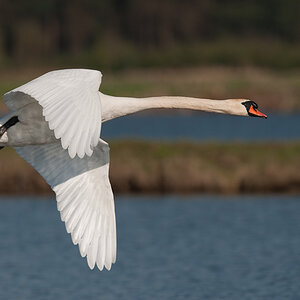 Bi Kastenweiher  DSC 8254 11. April 2009 006
