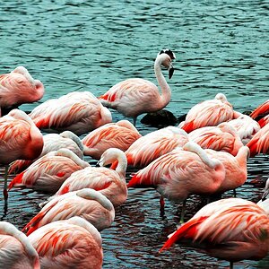 Flamingos