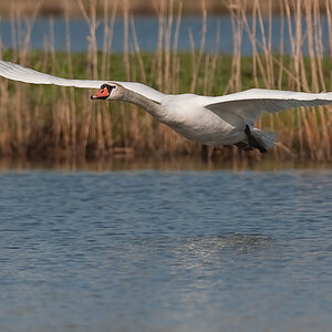 Bi Kastenweiher  DSC 8261 11. April 2009 010