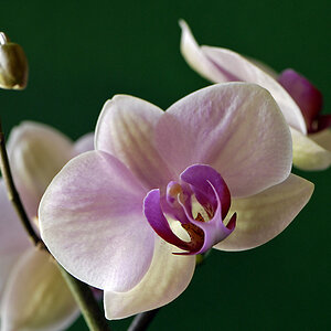 Orchidee 2