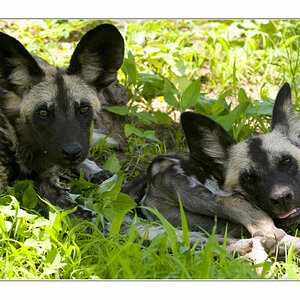 3wilddogs1