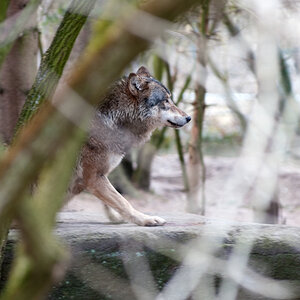 Wolf