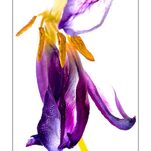 Verwelkte Tulpe 3