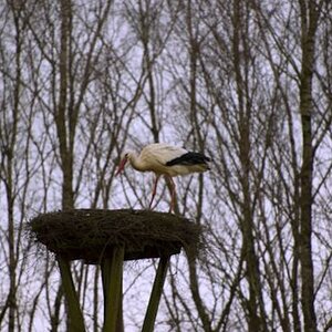 erster Storch 2009