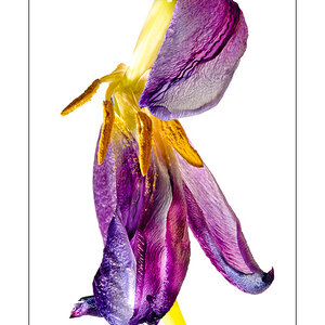 Verwelkte Tulpe 4