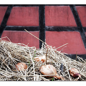 Zwiebel vor rot